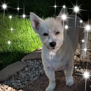 Meet your Posher, Cherie